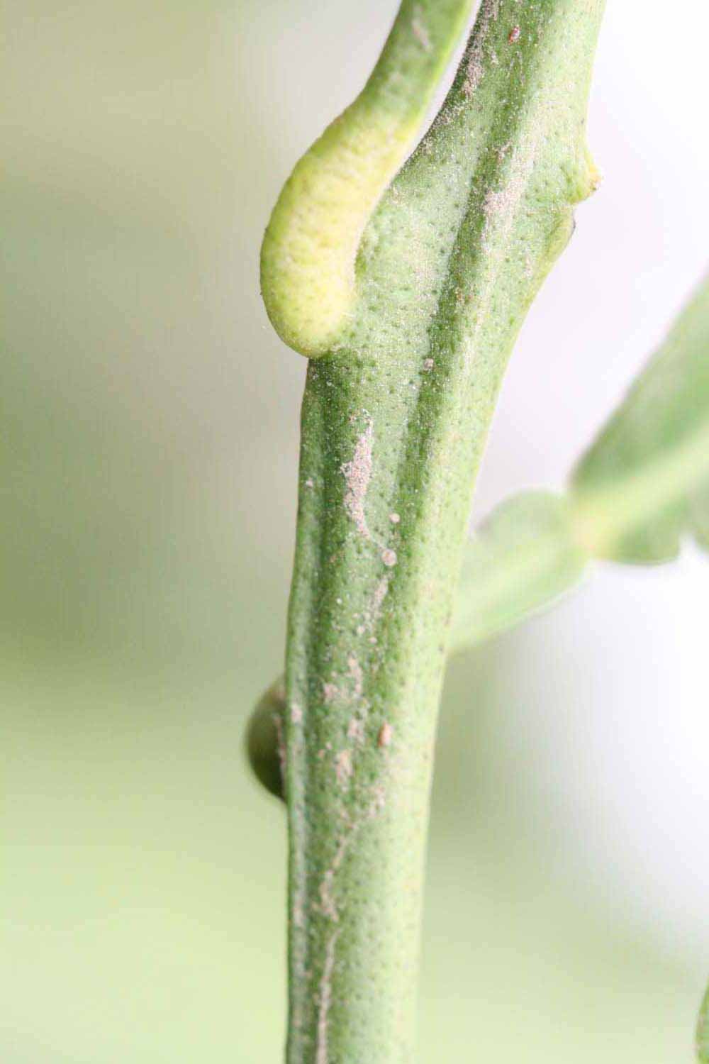            First year twig (Riverside, CA)   